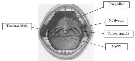 orrmandula-es-garatmandula