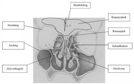 Orrmelléküreg sebészet